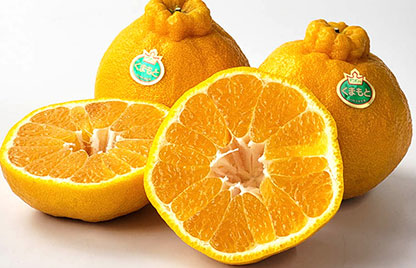 熊本県産 デコポンの画像