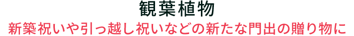 観葉植物 新築祝いや引っ越し祝いなどの新たな門出の贈り物に