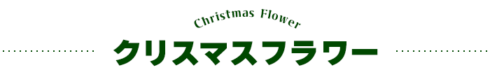 クリスマスフラワー