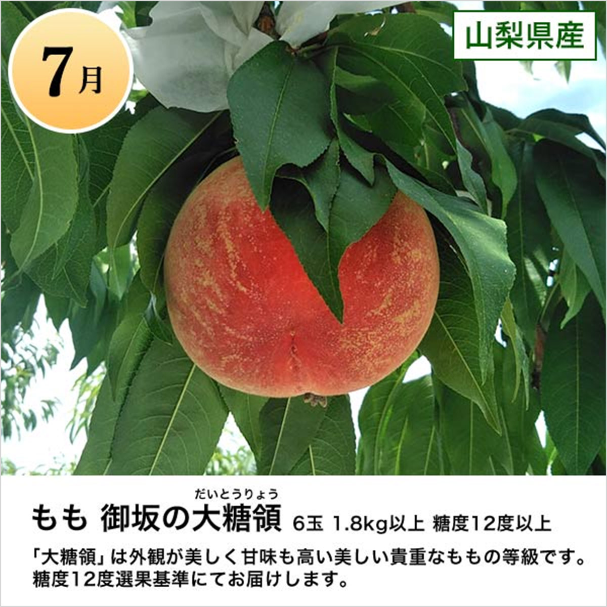もも 御坂の大糖領