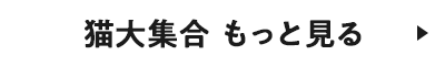 猫大集合 もっと見る