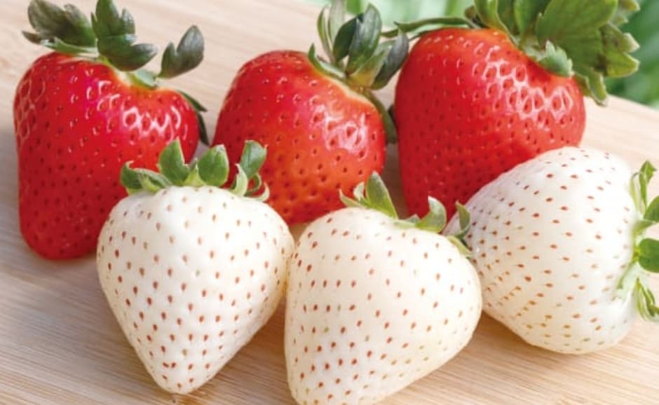 栃木県産 真岡市地区 ダンディ倶楽部さんの大粒いちご紅白 商品画像