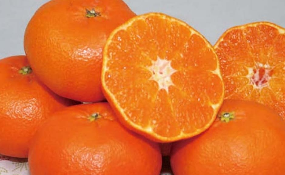 愛媛県産 甘平 商品画像