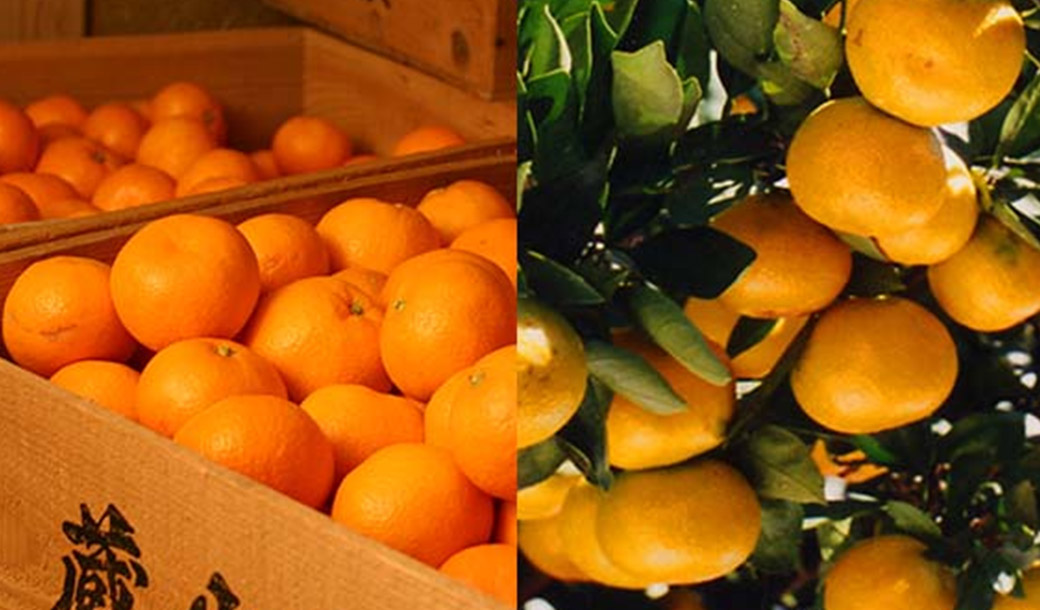 和歌山県産（JAわかやま しもつ蔵夢選果場）蔵出ししもつみかん（雛みかん）の商品画像