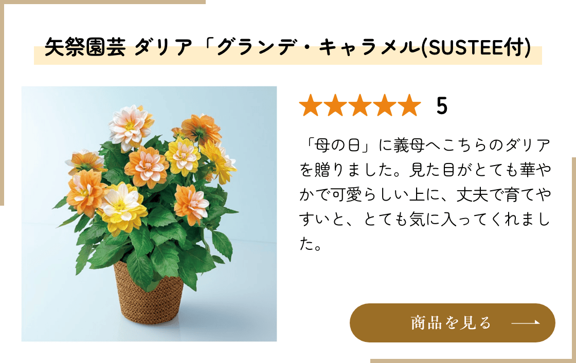 矢祭園芸 ダリア「グランデ・キャラメル」(SUSTEE付)  商品を見る