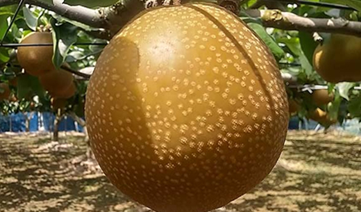 埼玉県産(JA全農さいたま)彩玉梨の商品画像