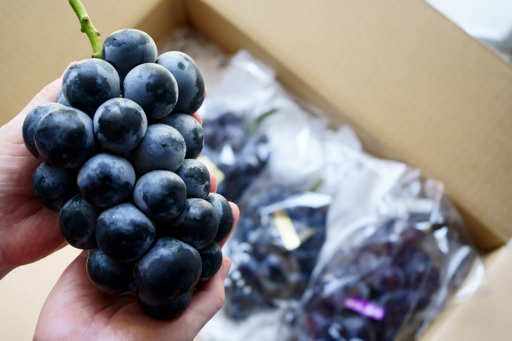 大見出し大見出し