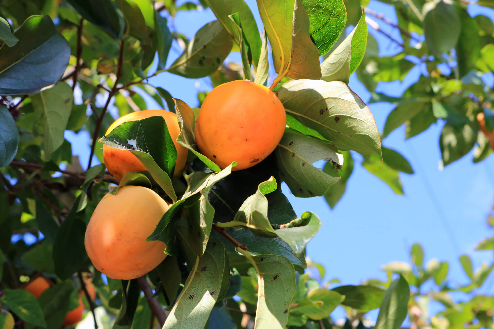 大見出し大見出し