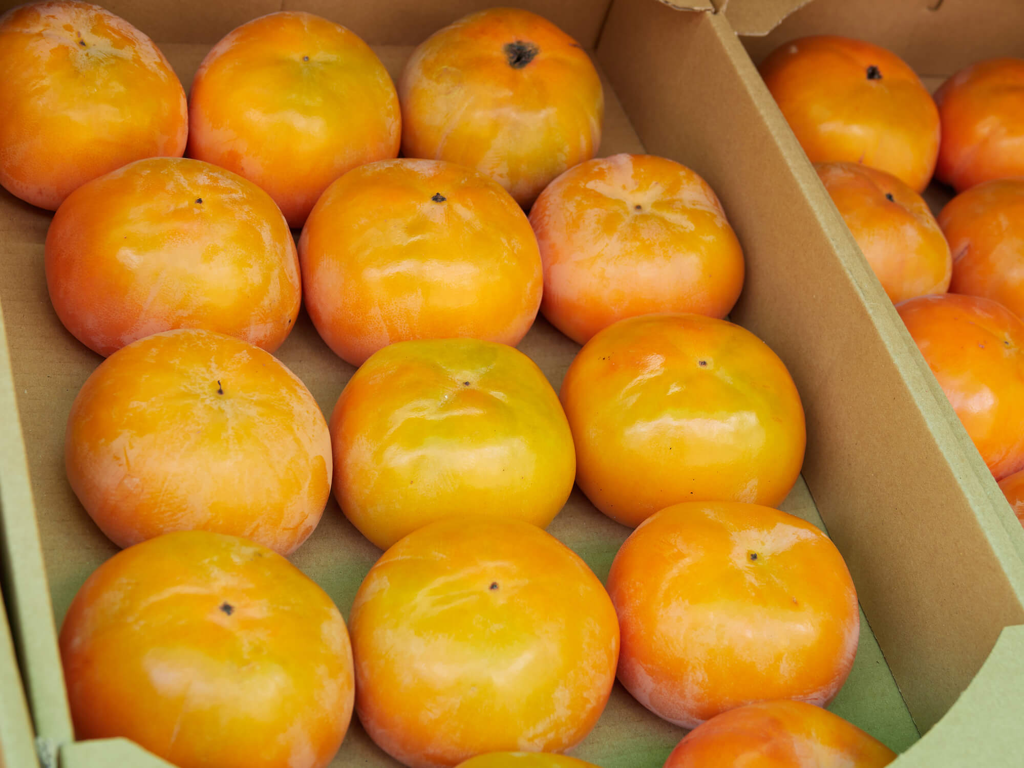 大見出し大見出し