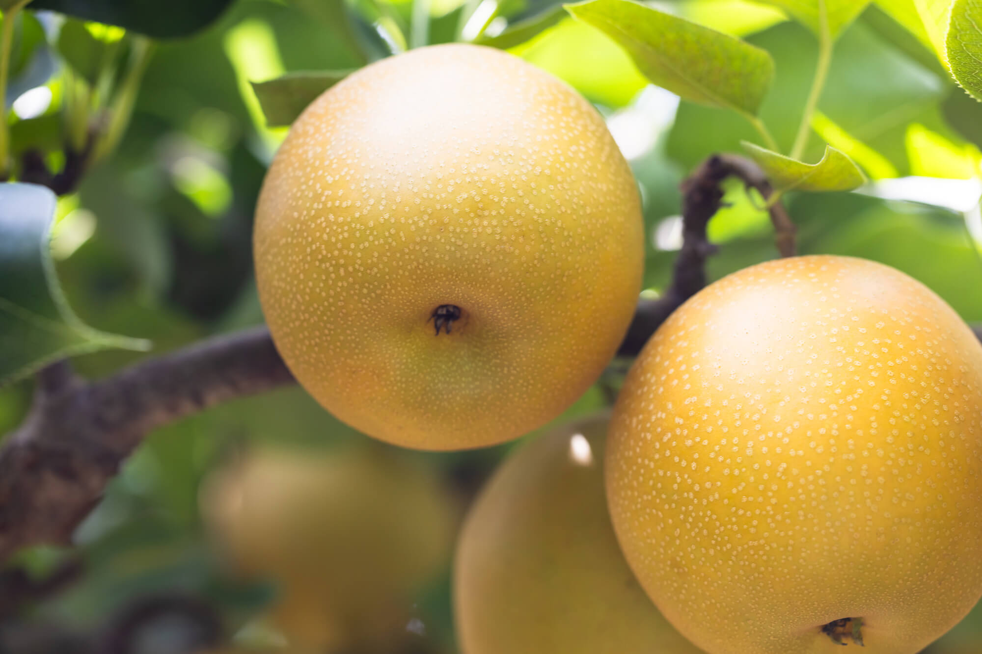 大見出し大見出し