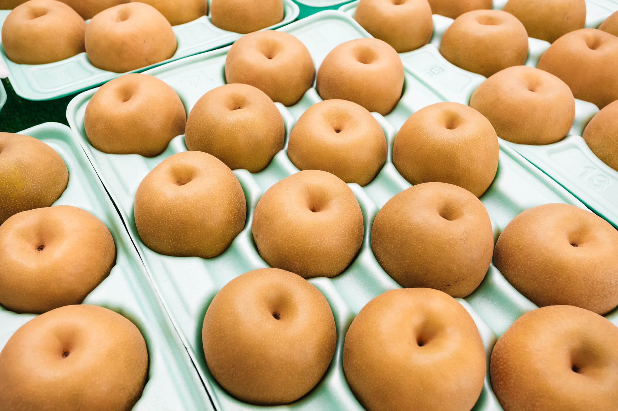 大見出し大見出し