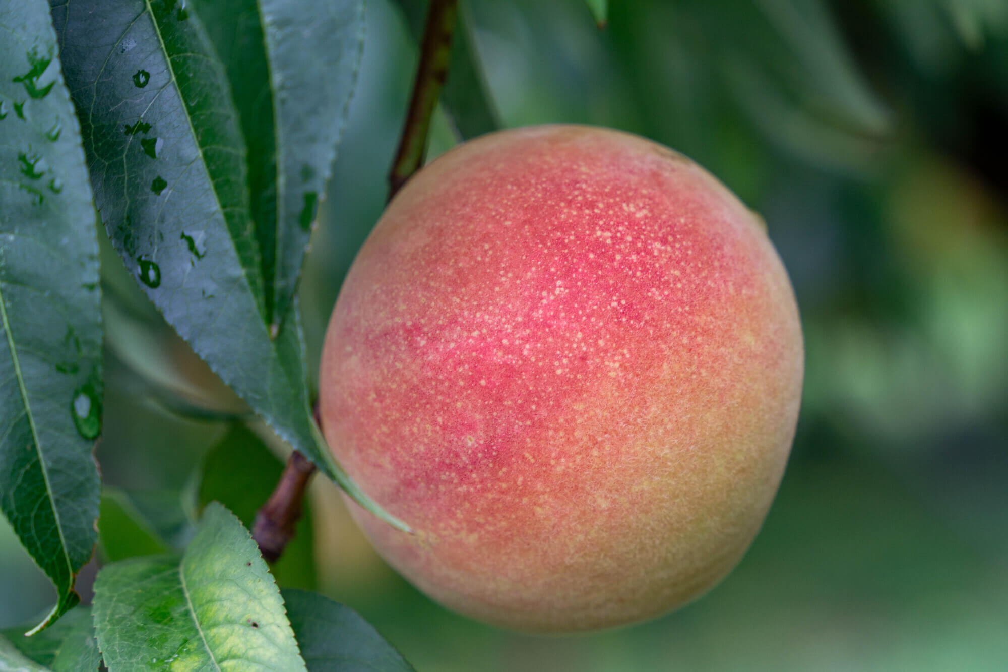 大見出し大見出し