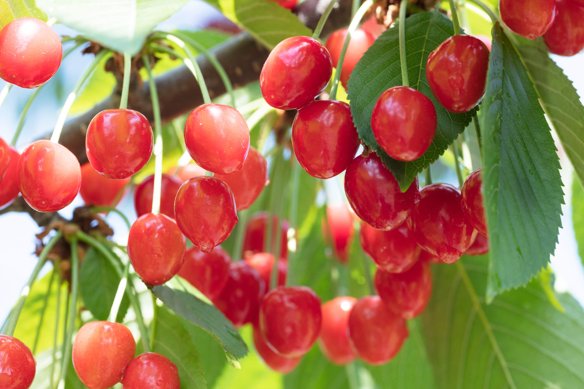 大見出し大見出し