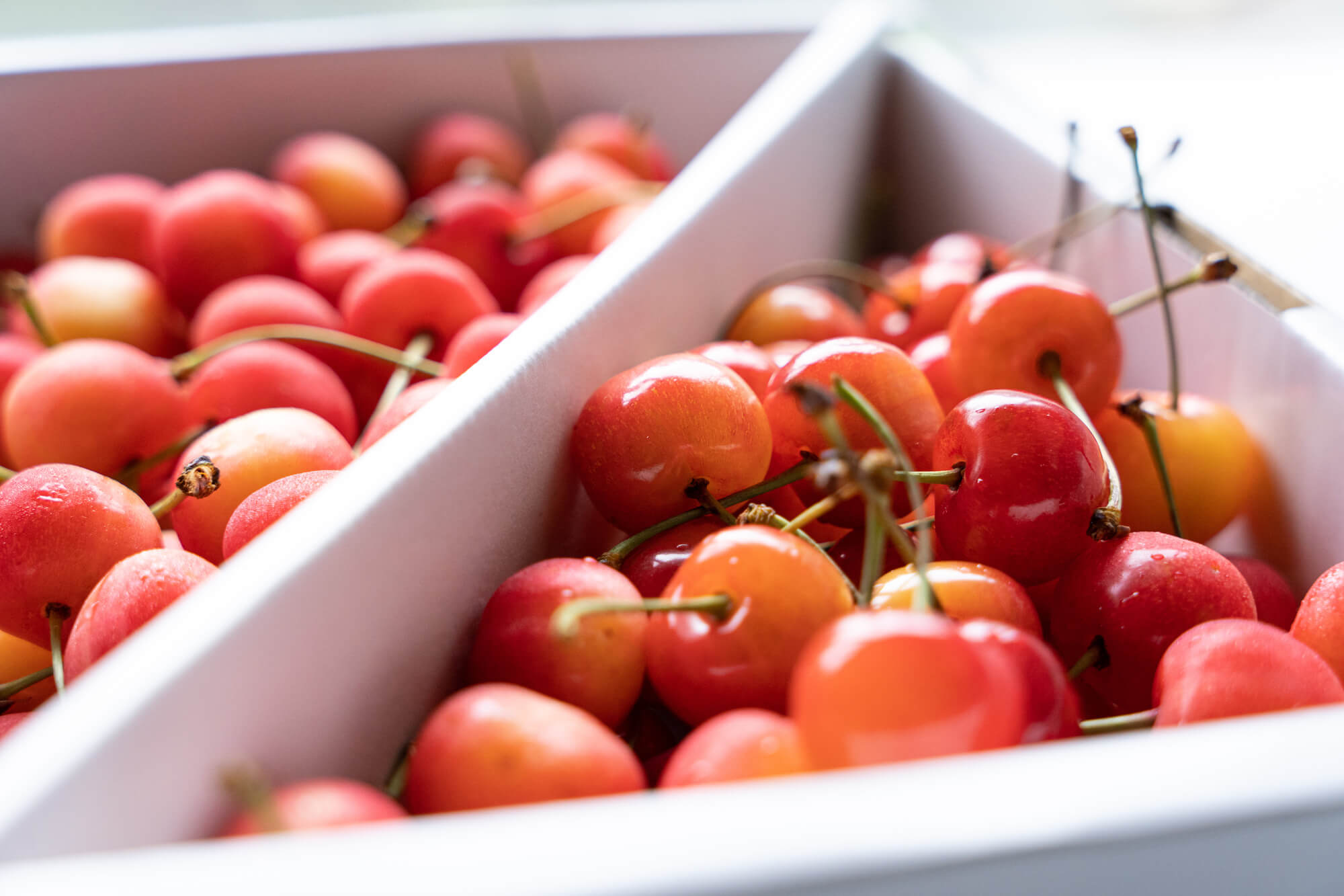 大見出し大見出し