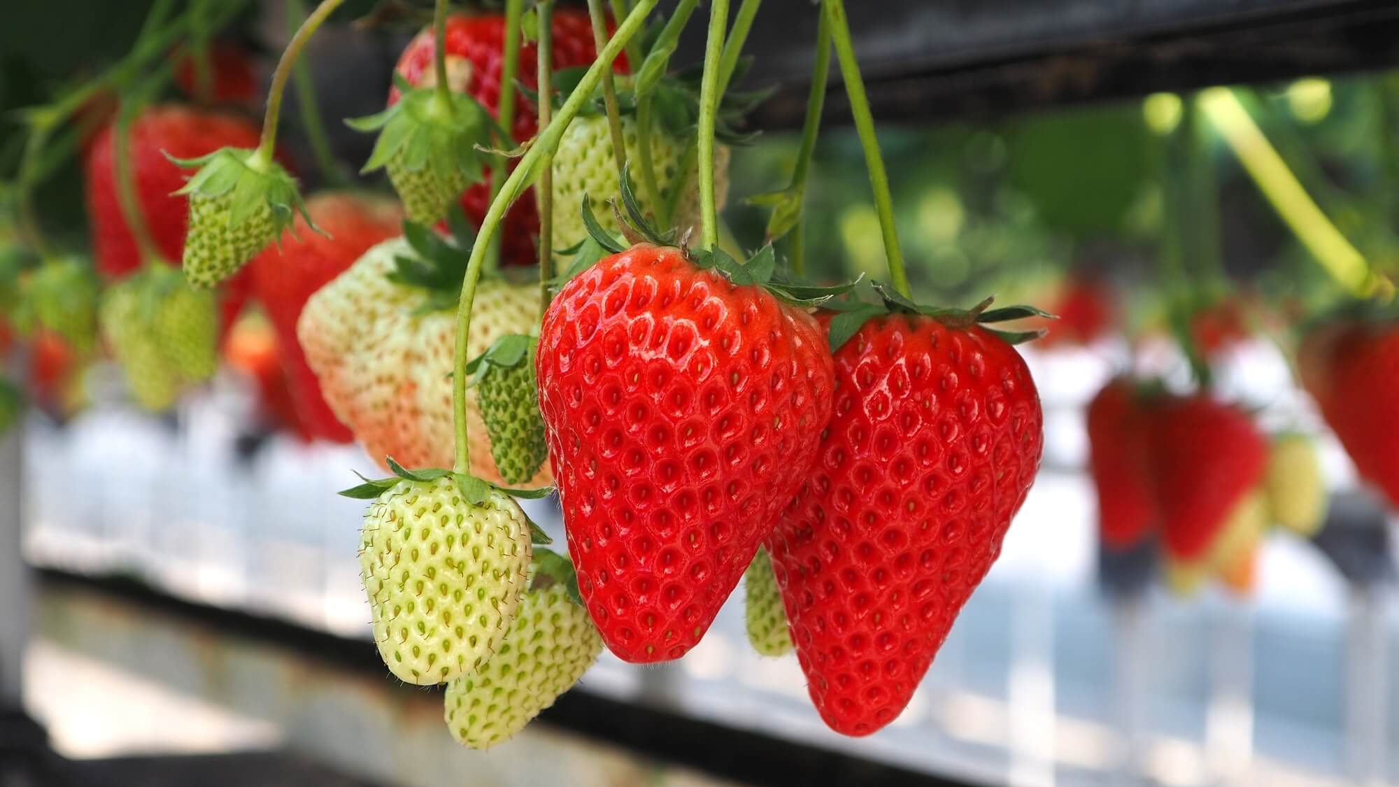 大見出し大見出し