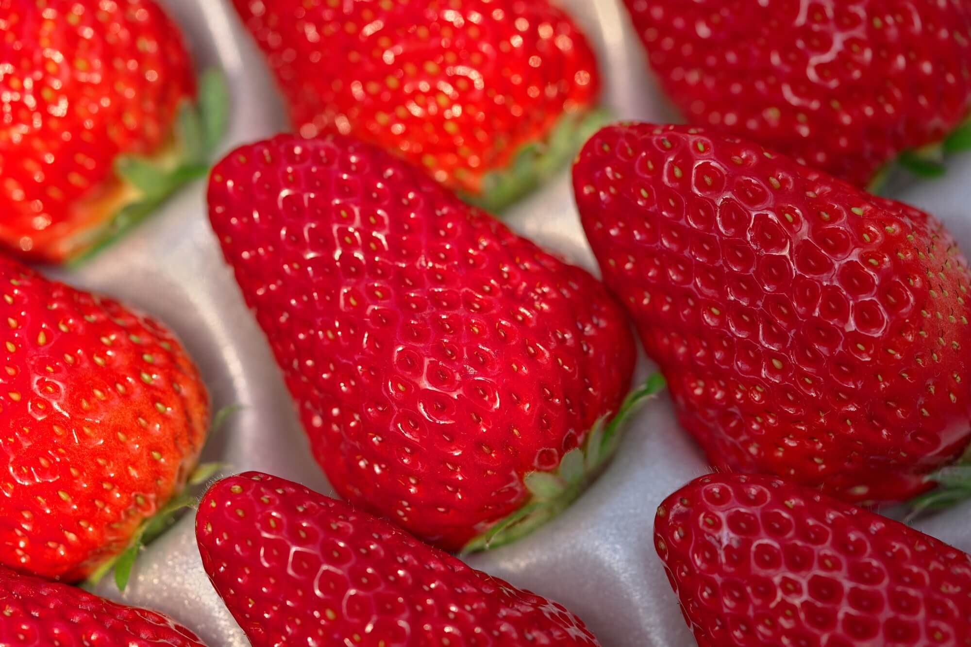 大見出し大見出し