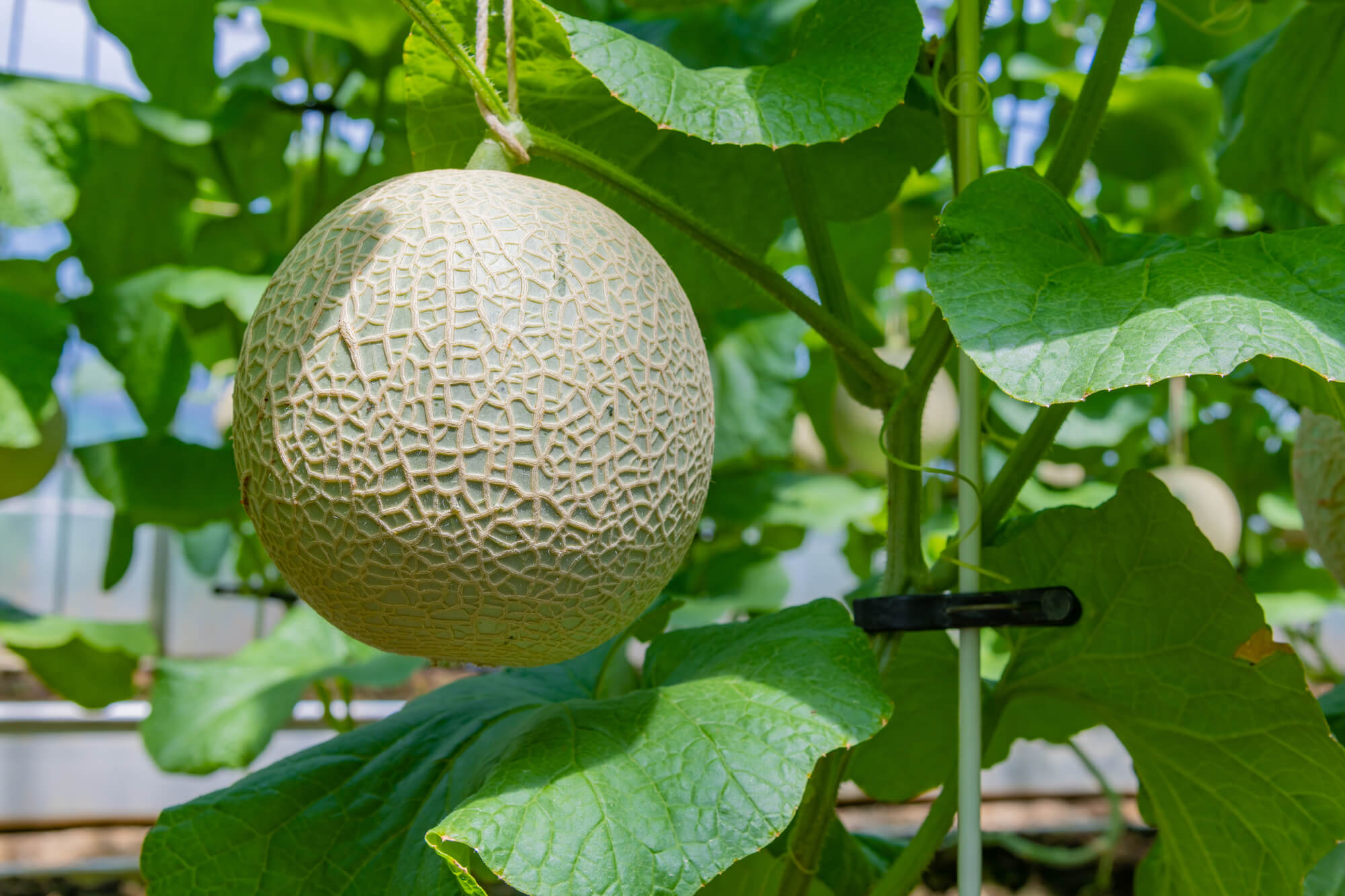 大見出し大見出し