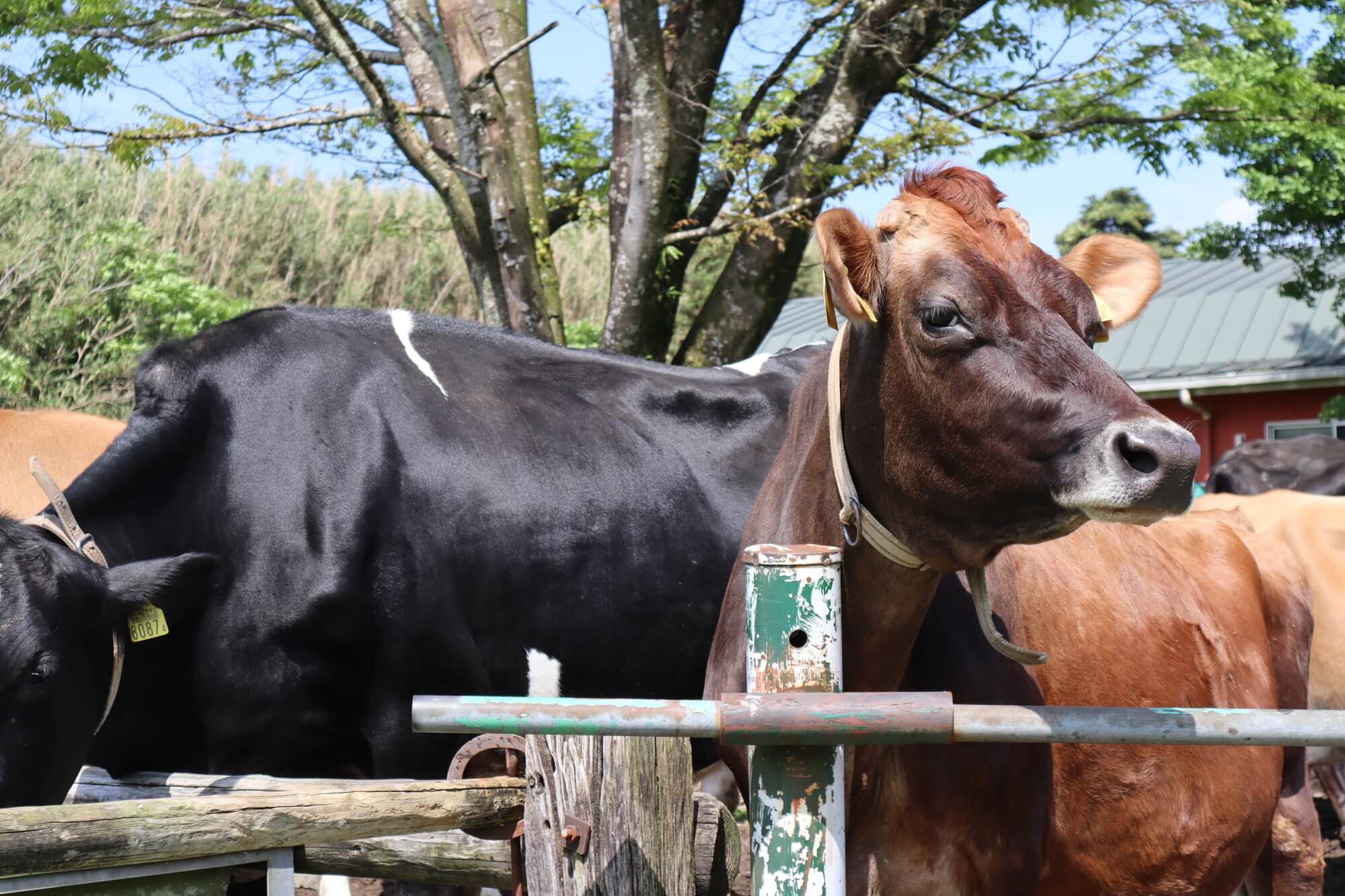 大見出し大見出し