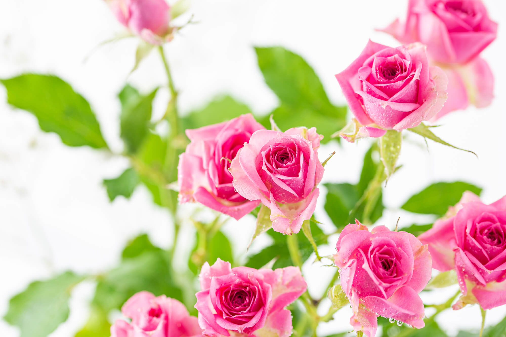 大見出し大見出し