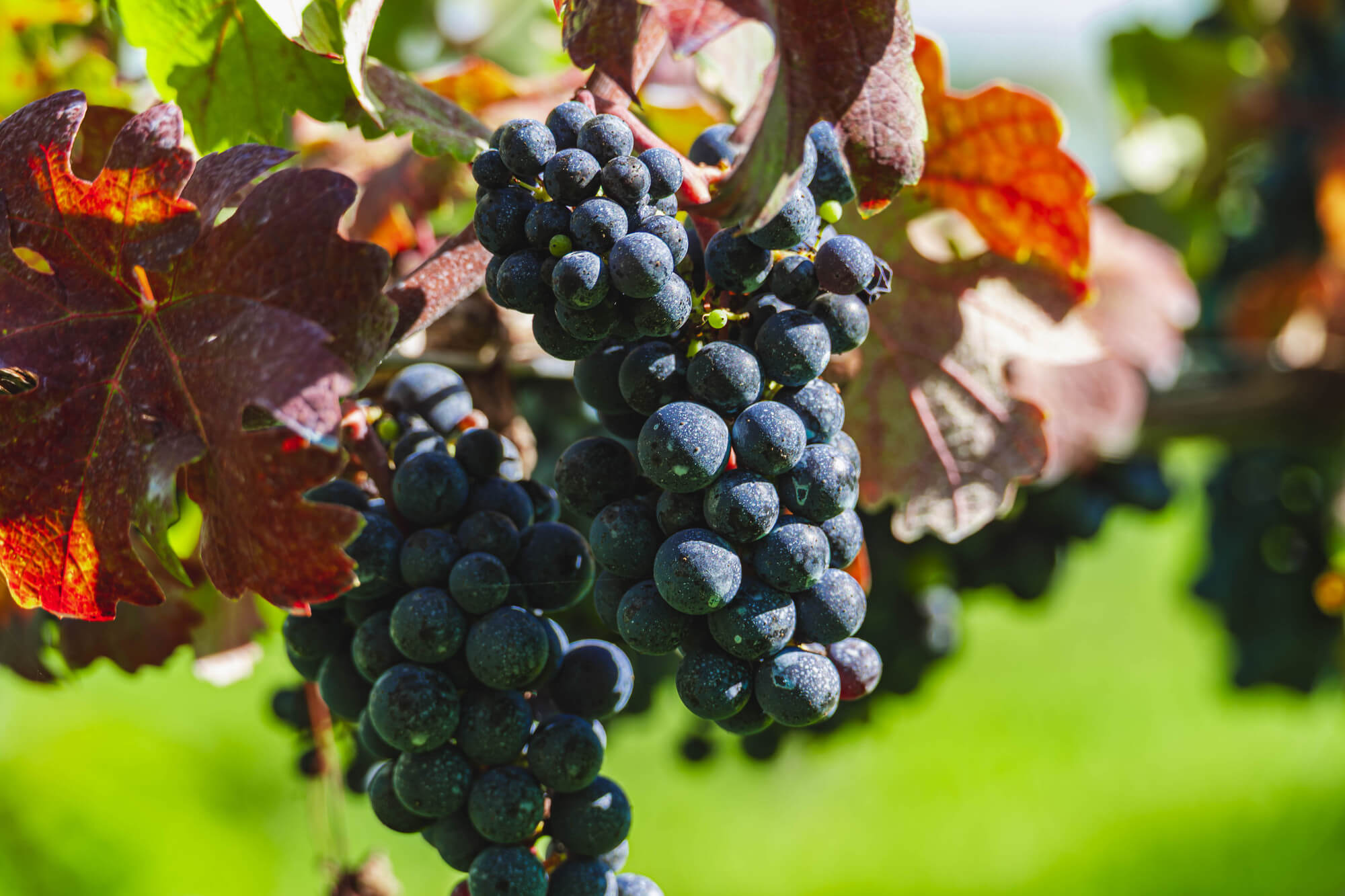 大見出し大見出し