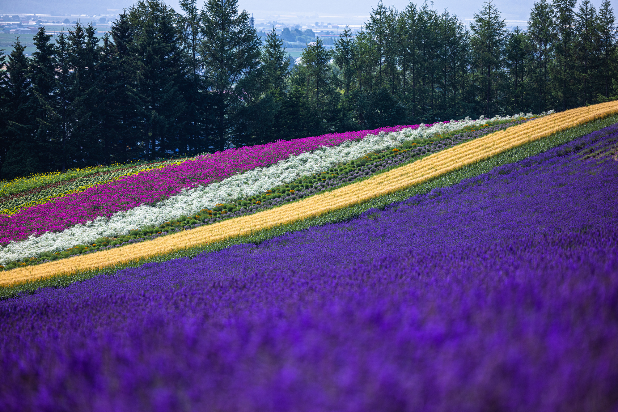 大見出し大見出し