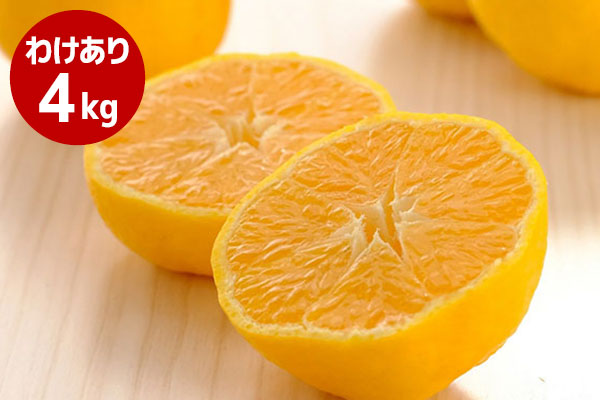 愛媛県八幡浜産 柑橘 媛小春 わけあり ご家庭用 4kg