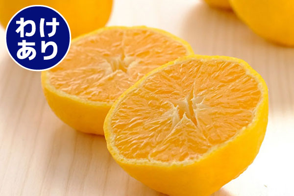 愛媛県八幡浜産 柑橘 媛小春 わけあり ご家庭用 4kg