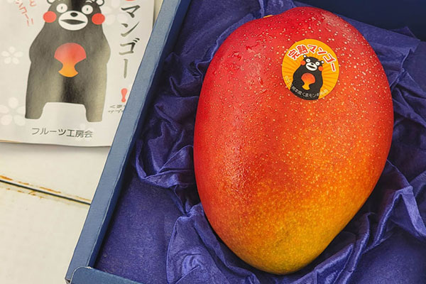熊本県産 マンゴー 3L〜2L 1玉 化粧箱入