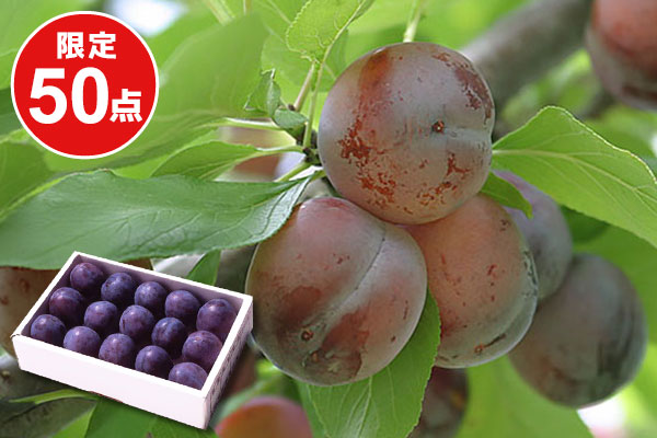 山形県産 プルーン プレジデント 1.5kg