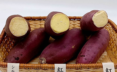 茨城県・千葉県産 さつまいも3種食べ比べセット(紅優甘、シルクスウィート、紅東)の商品画像