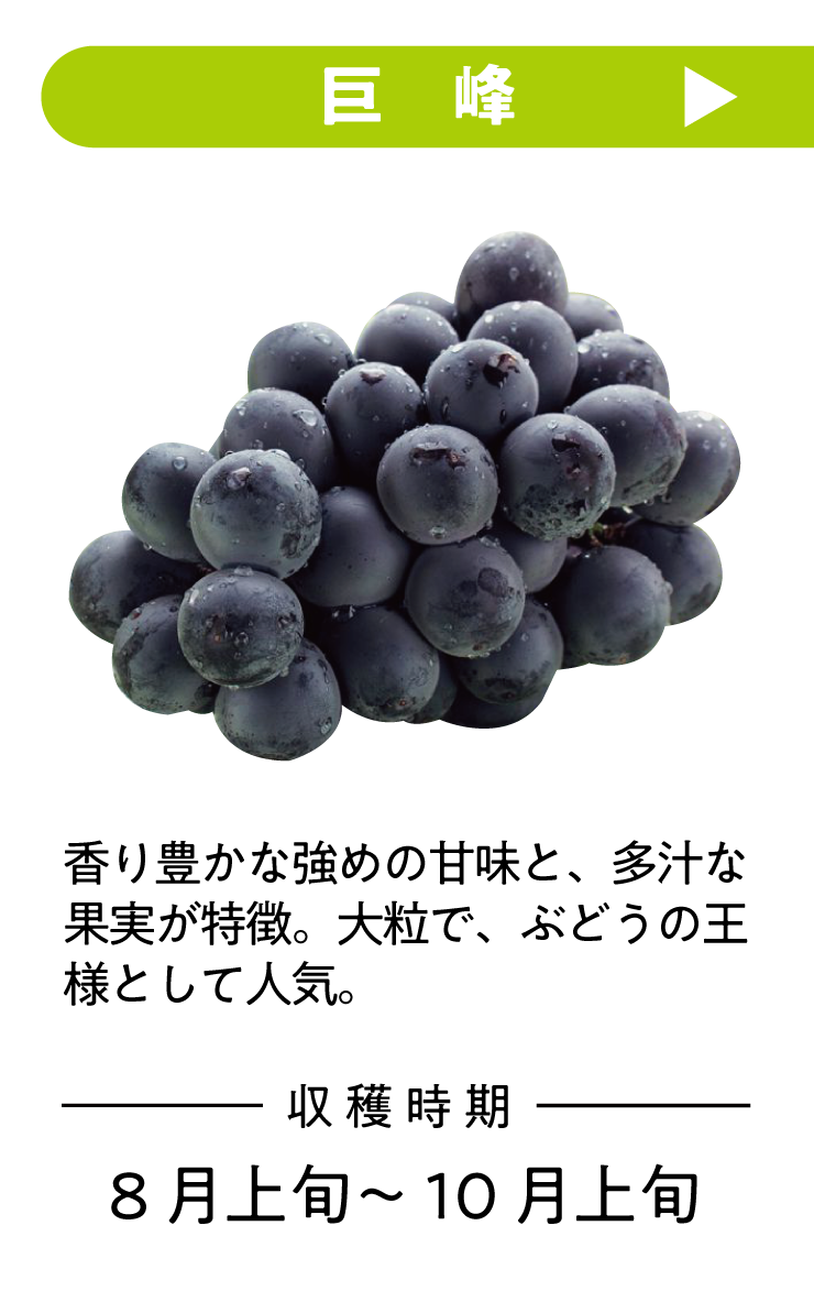 巨峰 香り豊かな強めの甘味と、多汁な果実が特徴。大粒で、ぶどうの王様として人気。 収穫時期8月下旬～10月上旬