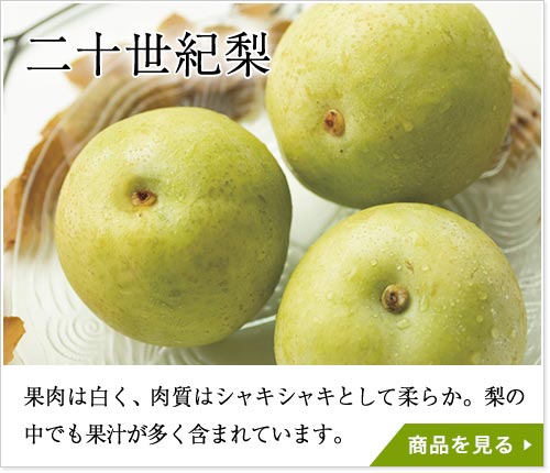 二十世紀梨：果肉は白く、肉質はシャキシャキとして柔らか。梨の中でも果汁が多く含まれています。