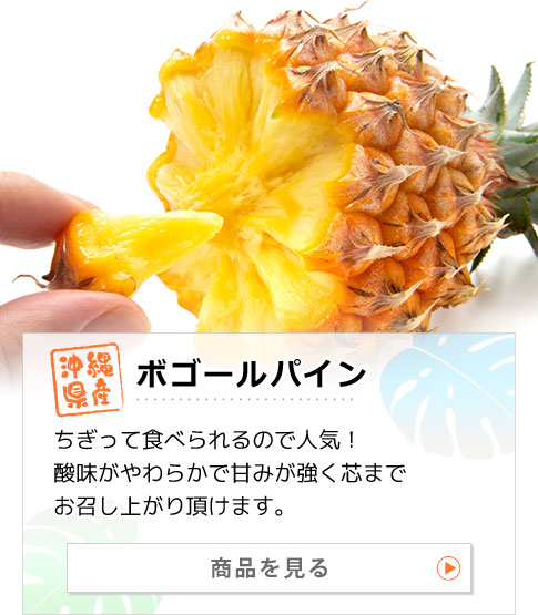 沖縄県産パイナップル ボゴールパイン 商品を見る：ちぎって食べられるので人気！酸味がやわらかで甘みが強く芯までお召し上がり頂けます。