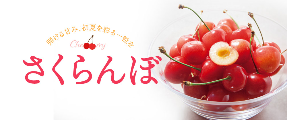 弾ける甘さ、初夏を彩る粒を 産地直送さくらんぼ