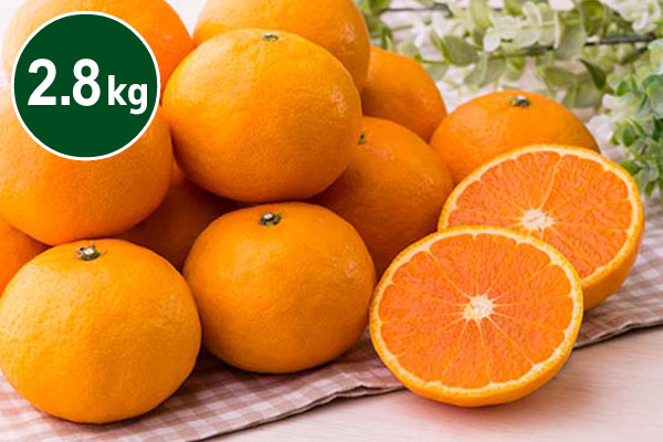 愛媛県産 柑橘 カラマンダリン(春のみかん) 2.8kg