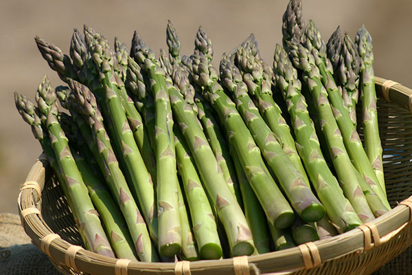北海道産 ハウス栽培 グリーンアスパラガス　