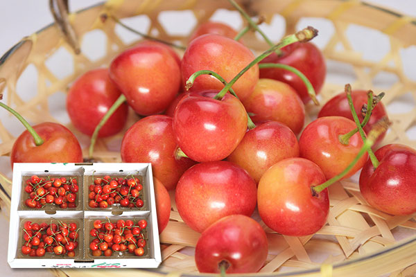 徳島県産(樫山農園) あまベリー トマト「ももりこ」 1箱【限定100点】