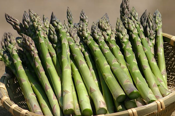 北海道産 露地栽培 グリーンアスパラガス