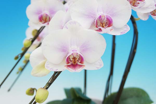 マルイ洋蘭開発センター 中輪胡蝶蘭3本立ち「ストロベリーサリー」の花弁