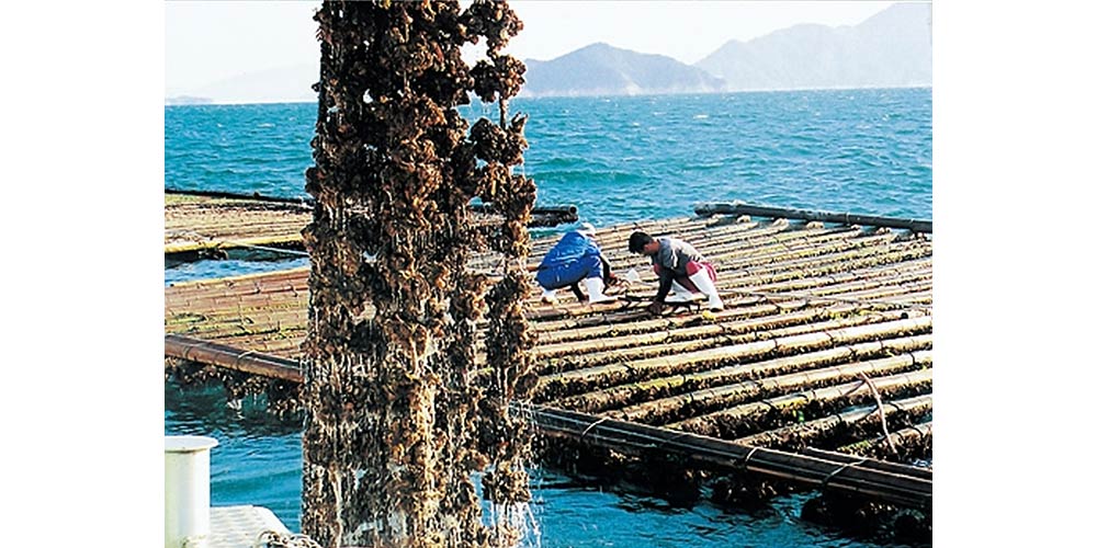 広島は、牡蠣の生産量が日本一