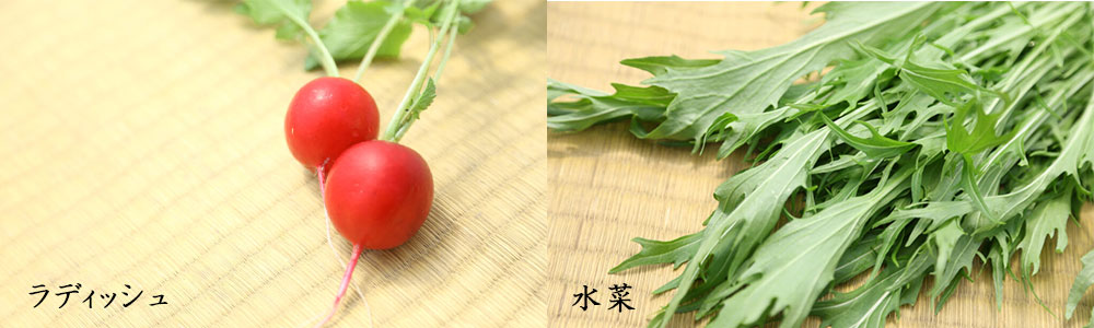 ラディッシュと水菜