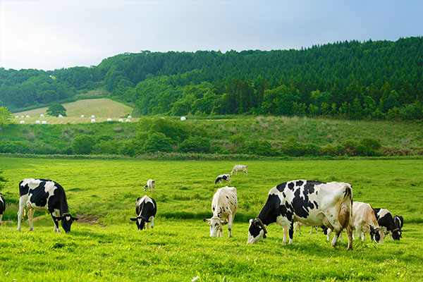 ひらかわ牧場で牧草を食べる牛たち