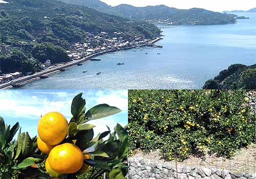 太陽の光を浴びた浜美人