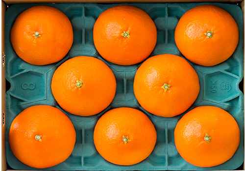 たわわに実った紅まどんな