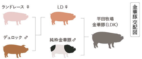 赤い豚 平田牧場 金華豚切出し(切りおとし) 1000g(500g×2)【おいしいお