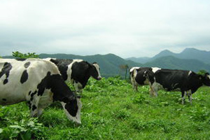 牛 地元酪農家が理想の環境で飼育