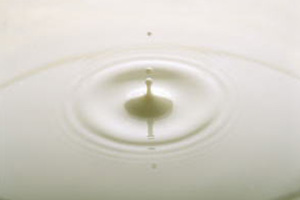 牛乳 地元酪農家が理想の環境で飼育する乳牛の、新鮮な牛乳