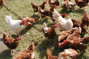 鶏 平地飼いされた鶏の有精卵。木次有機農業研究会のメンバーが土壌作りから取り組み、自然のなかで元気に育った鶏の卵を使用