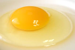 卵 たっぷりの有精卵黄