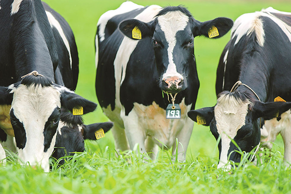 牧草を食べている牛